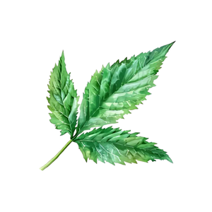 Nettle