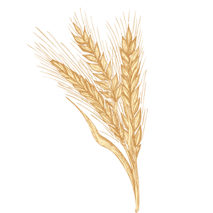 Barley