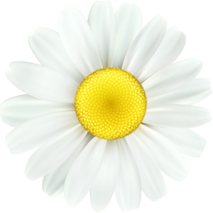 Chamomile