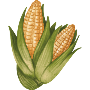 Nixtamalized Corn