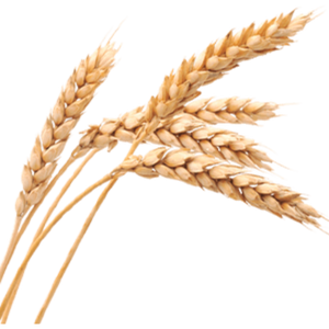 Wheat (Dun Valley Organic)