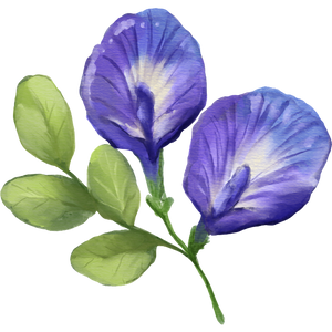 Butterfly Pea Flower