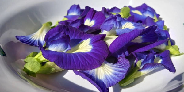 Butterfly Pea Flower
