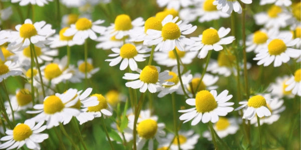 Chamomile Flowers