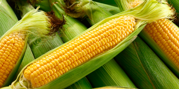 Corn