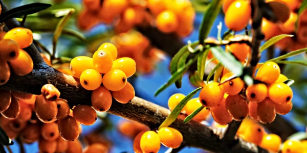 Sea Buckthorn