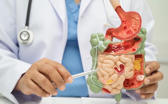 Supports Better Digestion