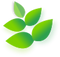 Left Leaf