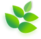 Right Leaf