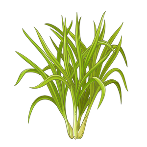 Lemongrass