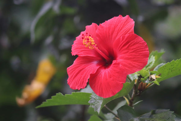 Hibiscus